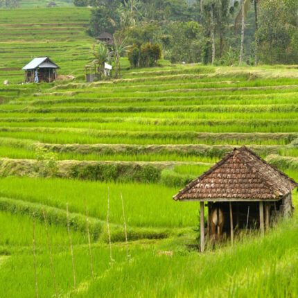 Ubud and Tanah Lot Tour - PT. Bali Agha Nusantara